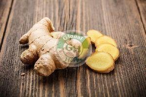 Ginger Roots