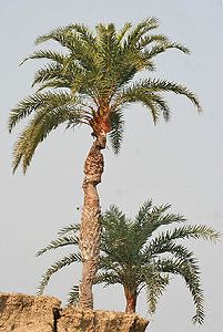 Silver Date Palm