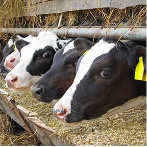 Calcium Carbonate Feed Grade