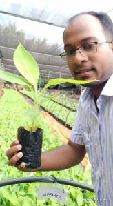 G9 Tissue Culture Banana Plants