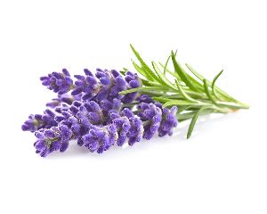 Lavender Oil