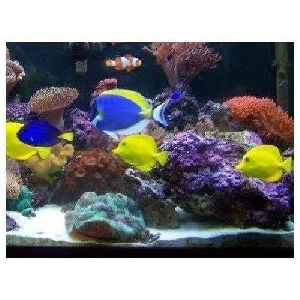 Rectangular Bend Glass Aquarium at Rs 650/square feet, Freshwater Aquarium  in Ahmedabad