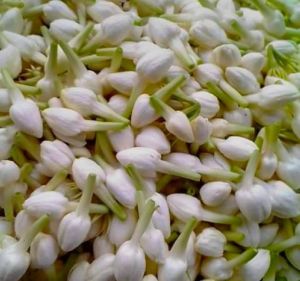 Jasmine Flowers