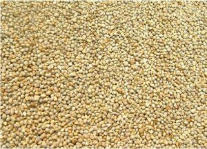 Bajra Seed