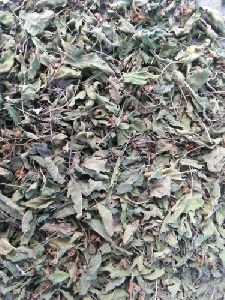 dry tulsi leaves