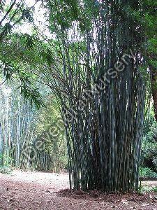 Bamboo Plant_Bambusa Tulda