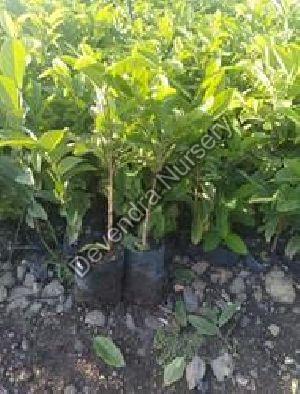 Custard Apple_Sitafal