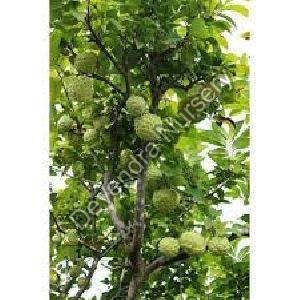 Custard Apple_Sitafal