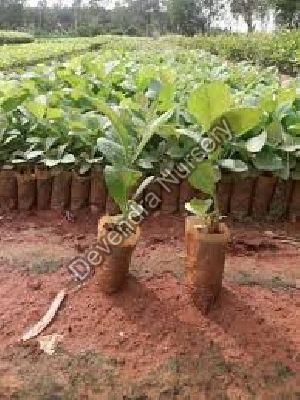 Tissue Culture Teak Plant