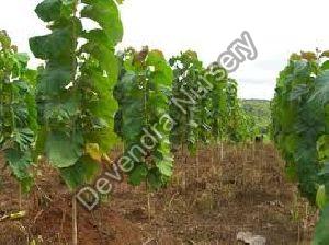 Tissue Culture Teak Plant