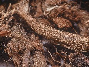 Spikenard Musk Root