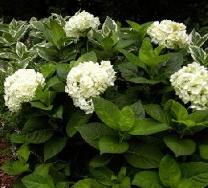 Hydrangea Annabelle Plant