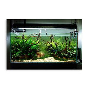 Planted Aquarium Tank