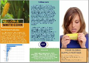 Yellow Corn , Maize
