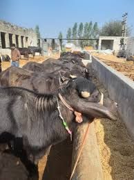 Buffalo Calf