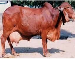 tharparkar cow