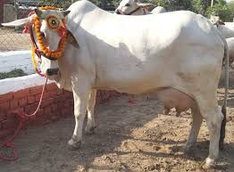 Haryana Cow