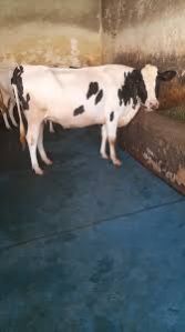 Heifer Cow