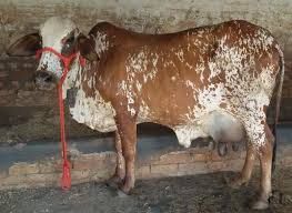 Rathi Cow