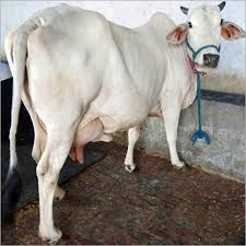 Tharparkar Cow