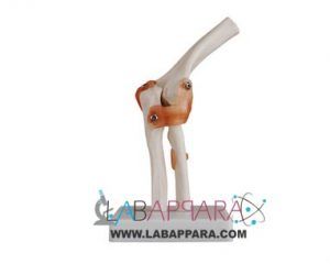 Elbow Joint Model