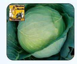 F1 Early Express Cabbage Seeds