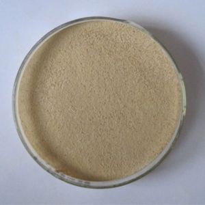 Alkaline Protease Powder