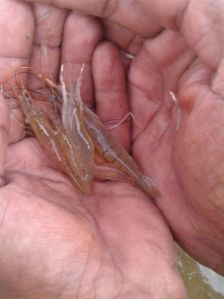 prawn seed