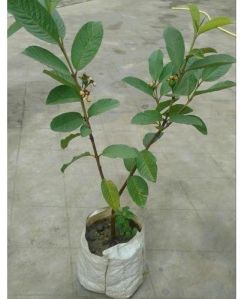 Guava Plants