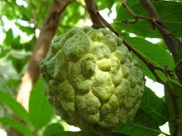 Fresh Custard Apple