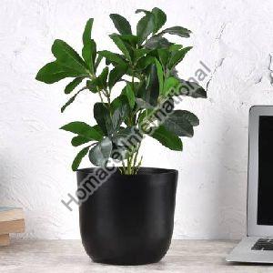 LATEST DESIGN TABLE TOP PLANTERS FOR HOME & OFFICE