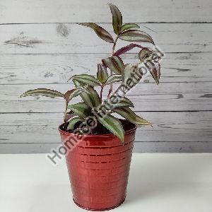 LATEST DESIGN TABLE TOP POTS PLANTER FLOWER OFFICE &HOME