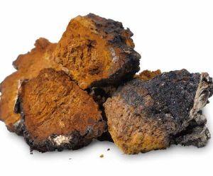 chaga mushroom