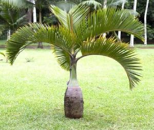 Bottle palm seed