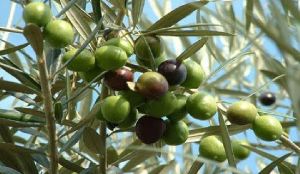 Olive plant seed/ jalpai