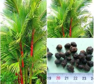 Red areca seed