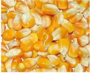 Maize Seeds