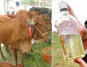 Cow Urine