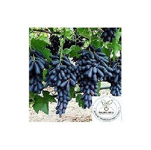 Black Grapes Plant