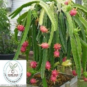 Dragon Fruit Red Plant