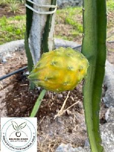 Dragon Fruit Yellow Plant
