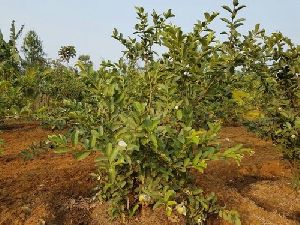 Thai White Guava Plant