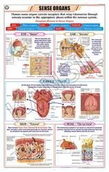 Sense Organs Chart