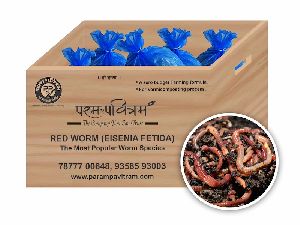 Red Earthworm ( Eisenia Fetida )