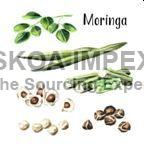 Dried Moringa Oleifera