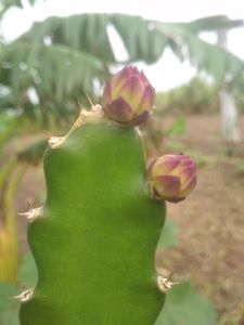 dragon fruit plant