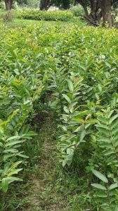 Guava Plant