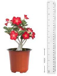 Adenium Mix Plant with 4 Inch Nursery Pot