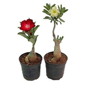 adenium plant