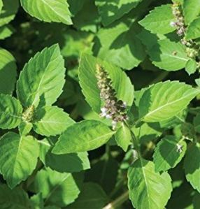 American Tulsi Plant